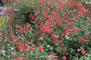 Salvia 'Hot Lips' - blossom